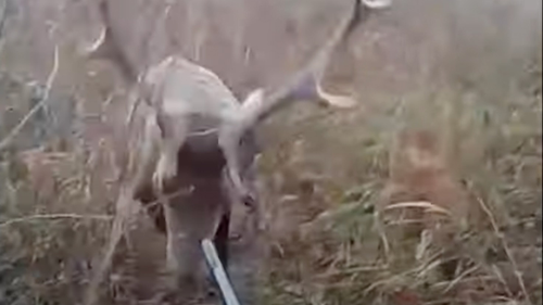 Un chasseur violemment attaqué par un cerf (Vidéo)